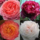 Garden Wedding Roses Garden Wedding Roses