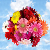 Gerberas Assorted Colors 135 Flowers