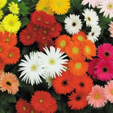 Gerberas Assorted Colors Mini 70 Flowers