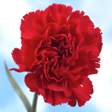 Burgundy Carnations