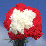 Christmas  Carnations