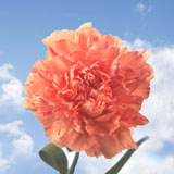 Orange Carnations