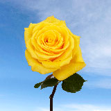 Gold Star Roses 100
