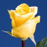 Gold Star Roses