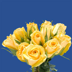 Gold Strike Roses Long 150 Yellow Roses