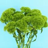 Green Ball Flowers