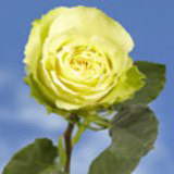 Green Beauty Roses