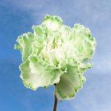 200 Cheap Green Carnations