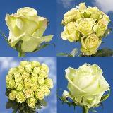 100 Green Roses