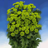 Green Flowers