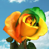 Green-Orange Rainbow Roses 100 Rainbow Roses