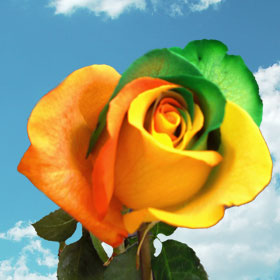 Green-Orange Rainbow Roses 200 Rainbow Roses