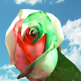 Green-Red Rainbow Roses 200 Rainbow Roses