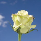 Jade Roses