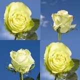 Green Roses