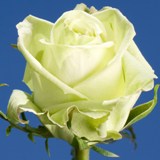 Green Tee Roses 100