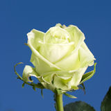 Green Tea Roses
