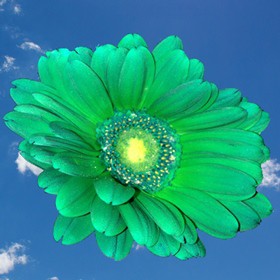 100 Green Tinted Gerberas