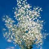 Gypso Perfecta 12 Bunches