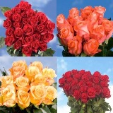 Half Red Half Colors Roses
