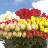 250 Red Roses Plus 250 Assorted Color Roses