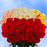50  Red Roses & 50 Color Roses    100  Beautiful Roses