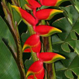 Tropical Mix Flowers