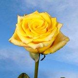 High & Yellow Roses