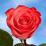High & Blooming Roses 100 Coral Roses