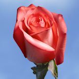 High & Blooming Roses