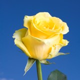High & Exotic Roses 200 Yellow Roses