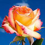High & Magic Roses 100