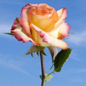 High & Magic Roses 200
