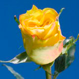 High & Yellow Roses