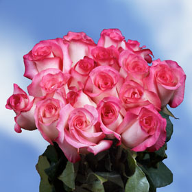 Highlander Roses Long 75