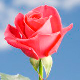 Hot Lady Roses