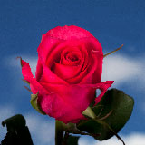 Hot Paris Roses