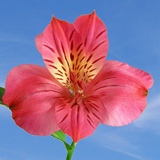 Hot Pink Alstroemerias