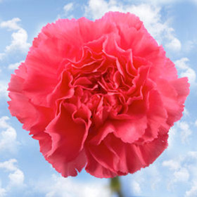 Hot Pink Carnations Hot Pink Carnations