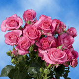 Hot Pink Flowers