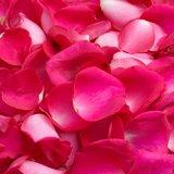 2400 Rose Petals Hot Pink