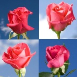Hot Pink Wedding Roses Hot Pink Wedding Roses