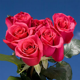 Hot Princess Roses 200 Hot Pink Roses