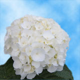 Hydrangea White 10 Flowers