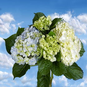 Hydrangea Flowers