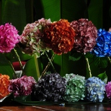 Hydrangeas Tinted 10 Stems