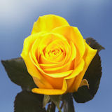 Ibiza Roses