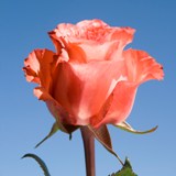 Iguana Roses Long 150 Terracotta Roses