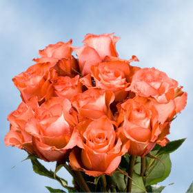 Iguana Roses 200 Terracotta Roses