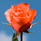 Iguana Roses